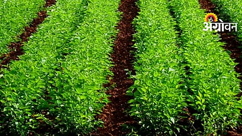 Mulberry Cultivation Registration