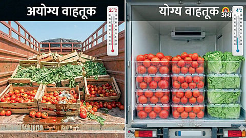 Importance of Packaging in Protecting Fruits and Vegetables