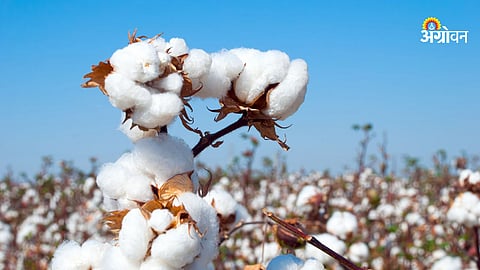 Illegal Spread of HTBT Seeds Raises Serious Concerns in India