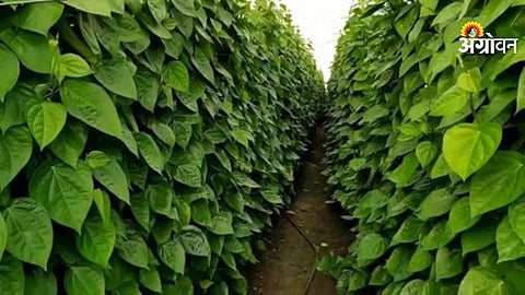 Climate change impact on leaf crop farming