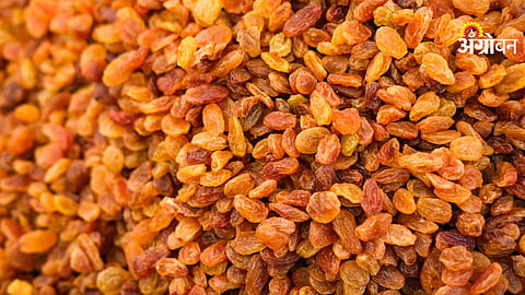 Sangli raisin market rate updates today