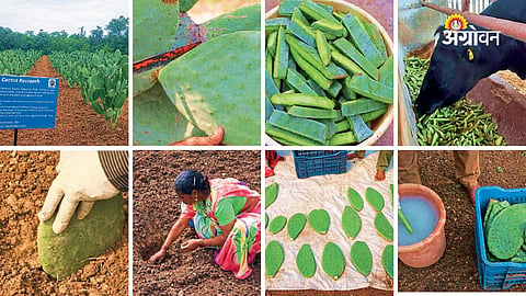 Thornless Cactus: A Solution to Fodder Shortage in India