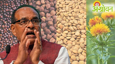 Pulses Procurement 