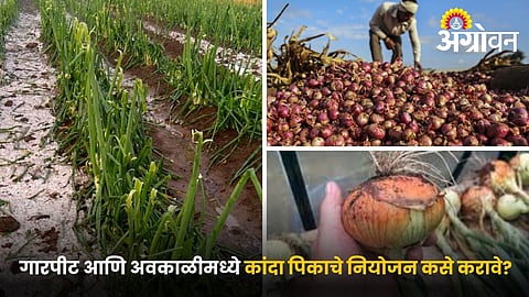 Onion Crop Care in Rain