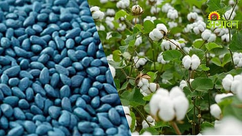 BT Cotton Seed Variety