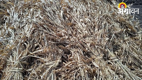 Fodder Availability