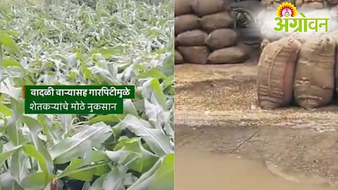Unseasonal Rain Impact Crops