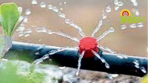 Drip Irrigation