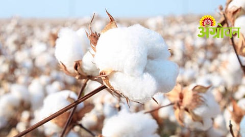 Cotton Market