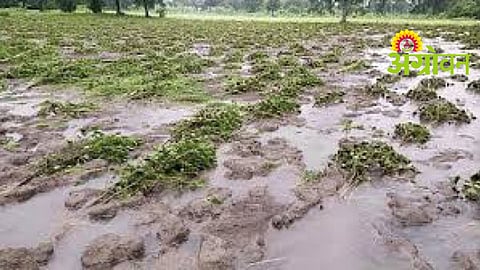 Hailstorm Crop Damage