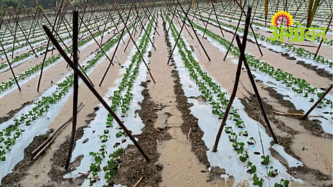 Nashik Rain Damage
