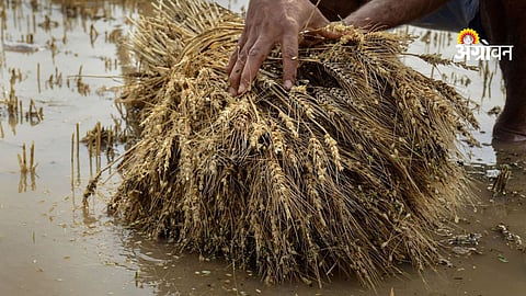 Impact of pre-monsoon rain on wheat crop