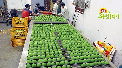 Hapus Mango Prices