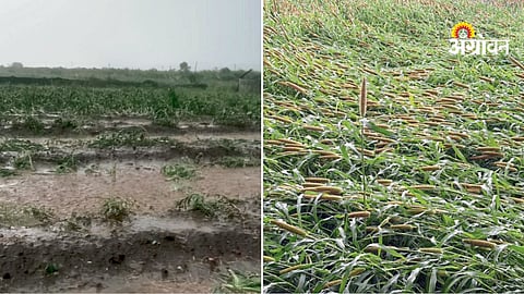 Rain Crop Damage