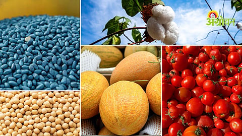Cotton seed price increase in India latest market update