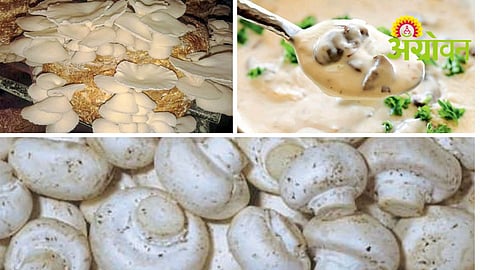 Mushrooms Benefits
