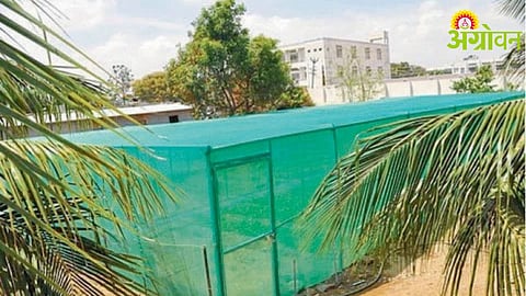 Green Net Trend