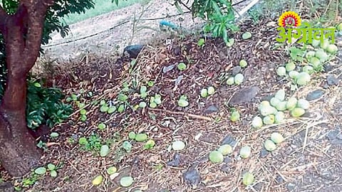Latur Rain Damage