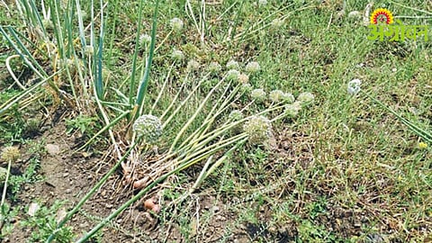 Onion Seed Damage