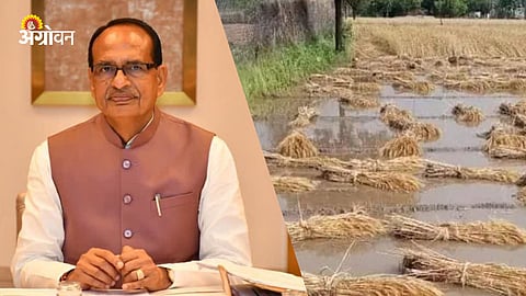 Government Compensation for Rain Damaged Crops