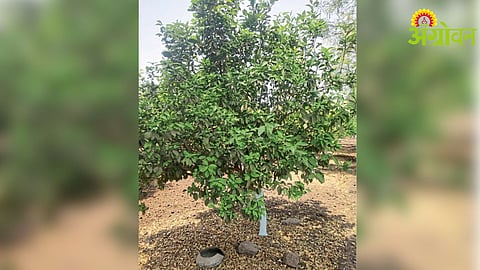 citrus orchard management after unseasonal rain