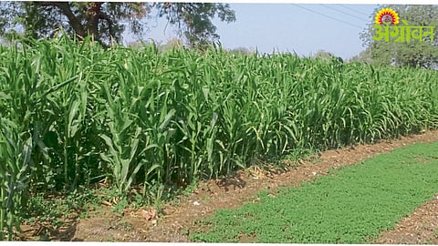 Fodder Availability