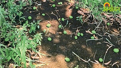 Mango Crop Compensation