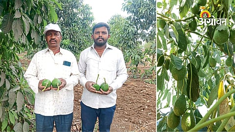 High value fruit crops avocado India