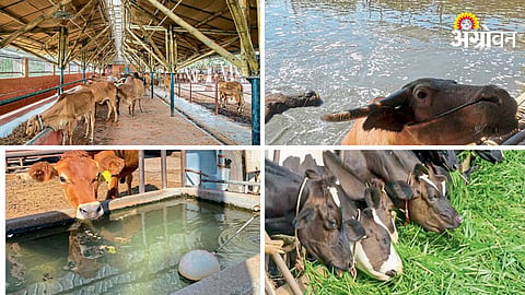 Fodder shortage in livestock farming