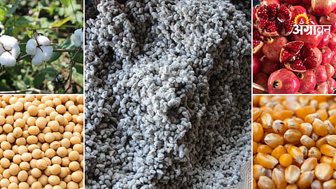 Agriculture commodity price trends Maharashtra