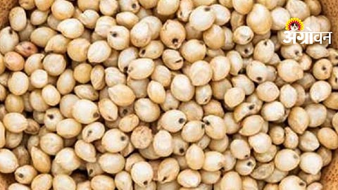 Jowar Prices Low