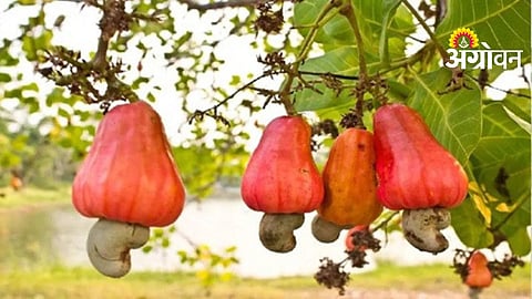 Cashew Theft Case