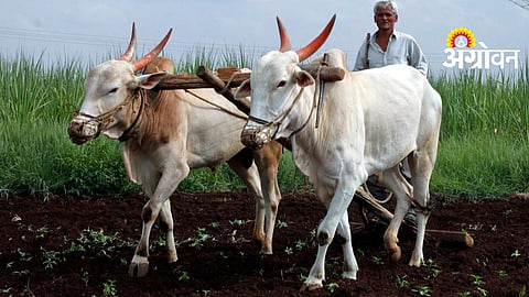 Crop Loan Rates