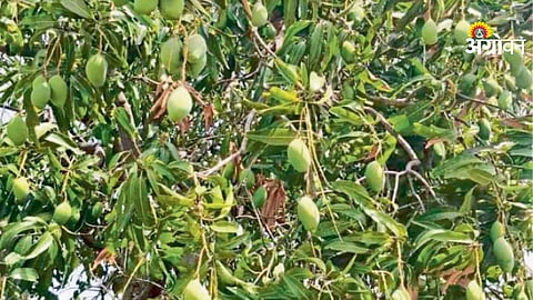 Mango Crop Protection