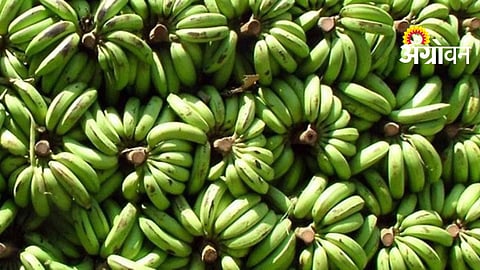 Banana Price