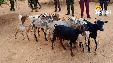 Goat Theft