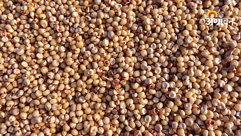 Jowar arrivals increase in Ahilyanagar market today