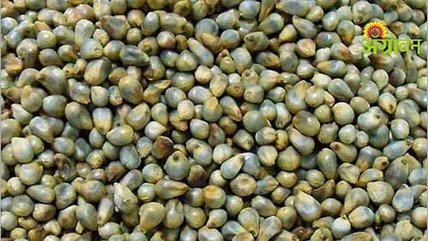 Bajra Market Update