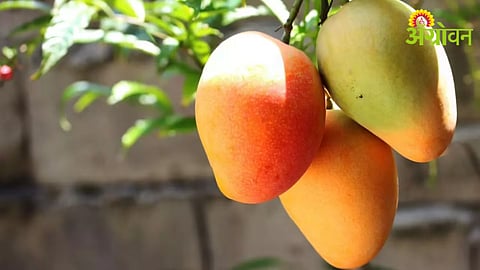 Mango Season