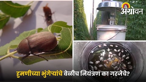 Use of light and pheromone traps for beetle control