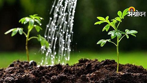 Solapur Tree Plantation