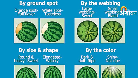 Fruit Selection Technique