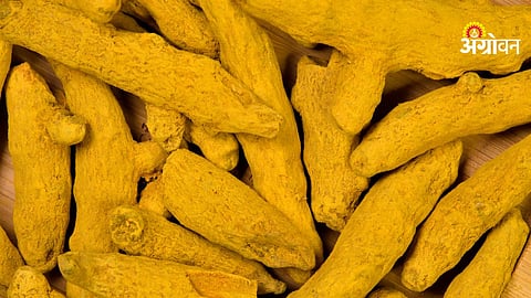 Hingoli APMC turmeric arrivals 3 lakh quintal update