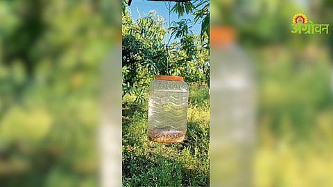 Fruit Fly Control