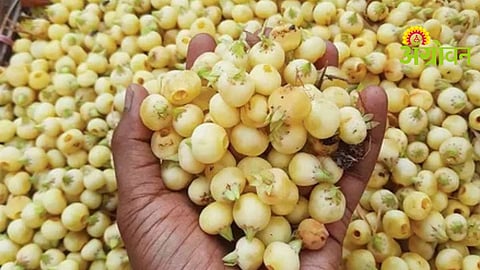 Mahua Flowers