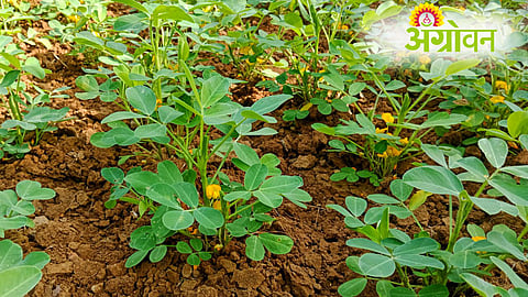 Summer Crop Area