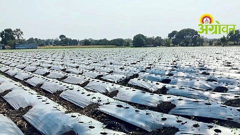 Chilli Cultivation