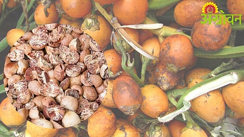 Arecanut Prices