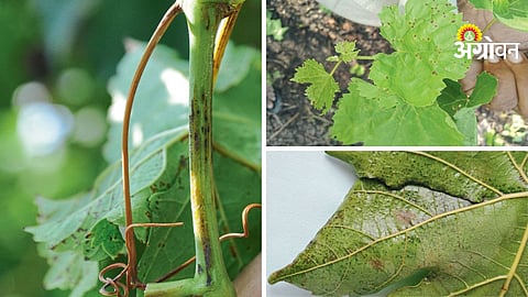 Grape Crop Disease