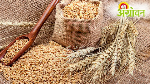 Wheat Procurement